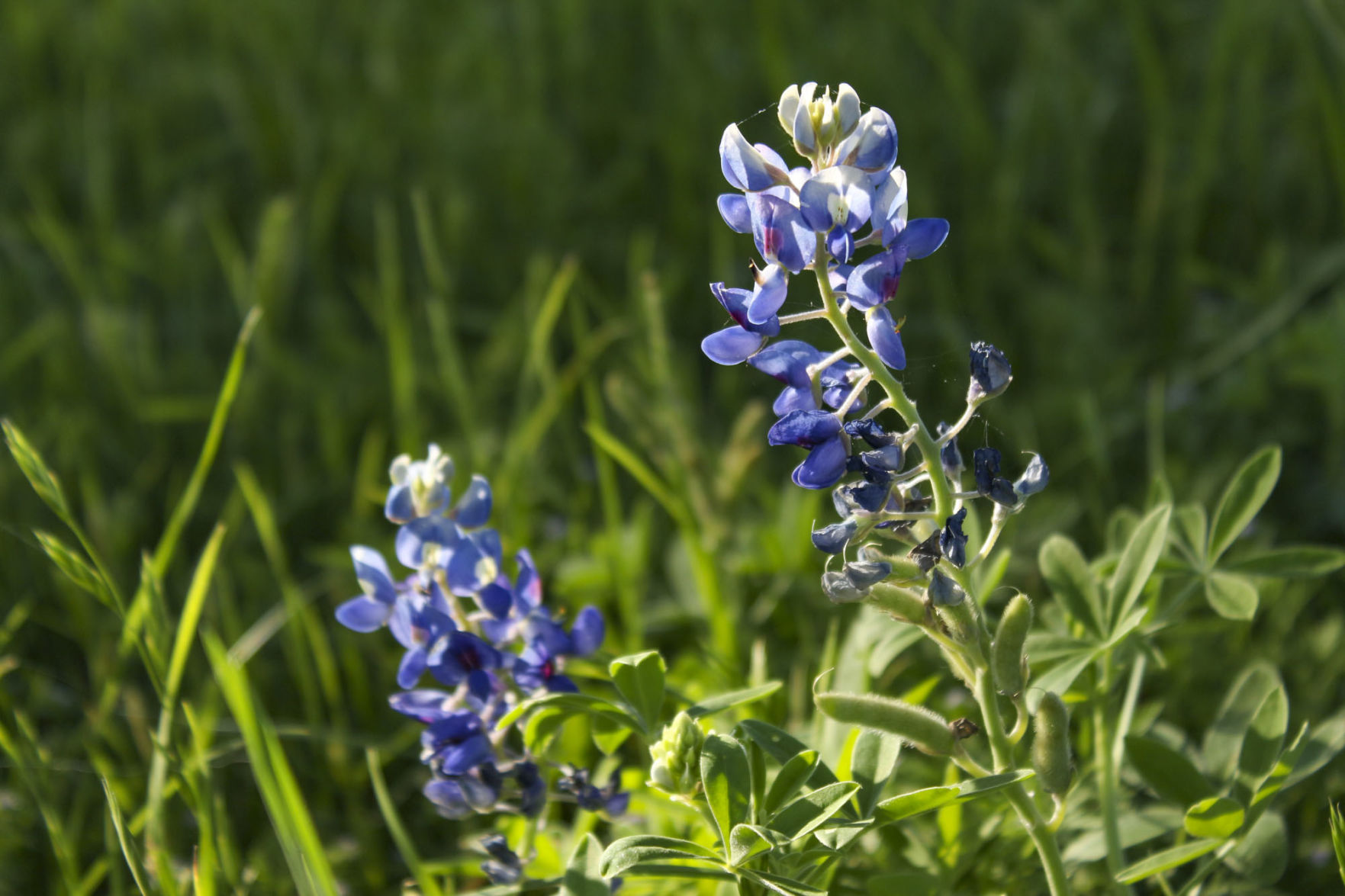 Bluebonnet